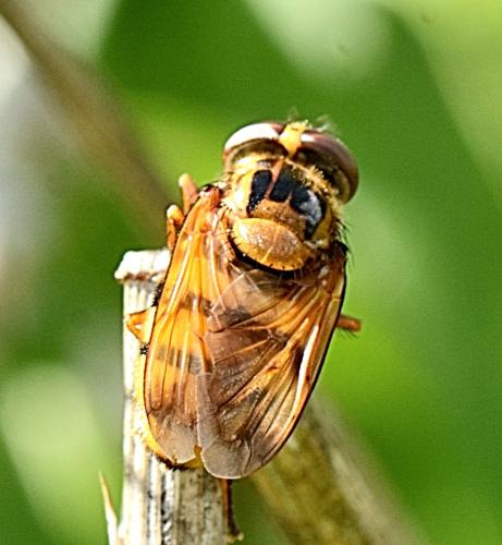 Réf. 348 568 : Volucella inanis